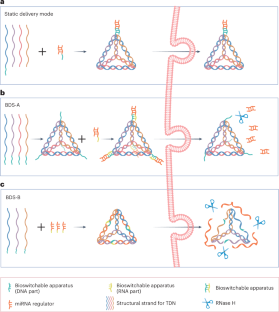 A bioswitchable delivery system for microRNA therapeutics based on a ...