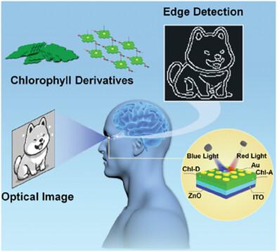 Retina-Like Chlorophyll Heterojunction-Based Optoelectronic Memristor ...