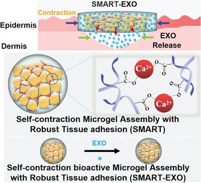 In Situ Triggered Self-Contraction Bioactive Microgel Assembly ...