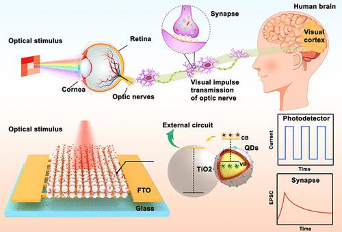 Tailored Environment-Friendly Reverse Type-I Colloidal Quantum Dots for ...