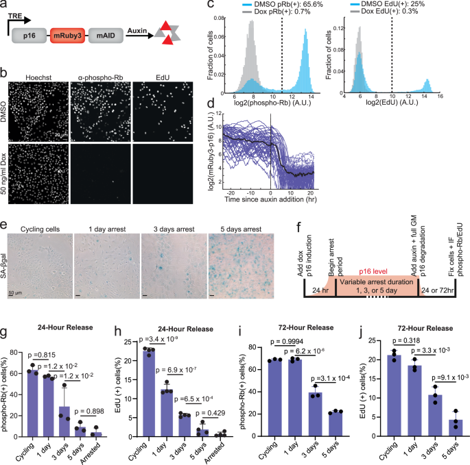 Uncoupling of mTORC1 from E2F activity maintains DNA damage and