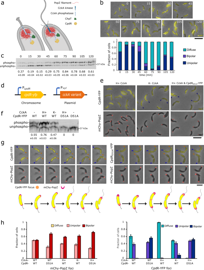 Phosphosignaling couples polar asymmetry and proteolysis within a