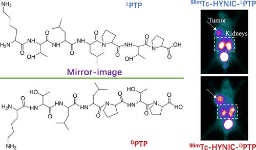 Mtc Labeled D Type Ptp As A Plectin Targeting Single Photon Emission Computed Tomography Probe