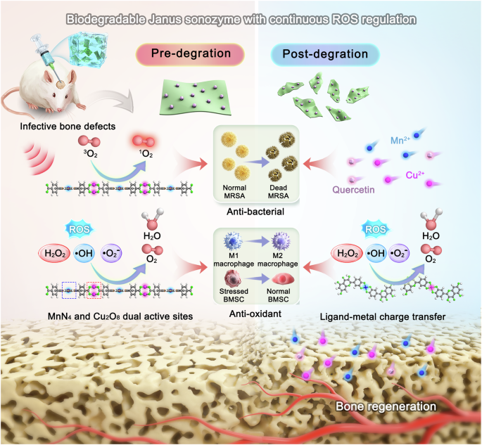 Biodegradable Janus Sonozyme With Continuous Reactive Oxygen Species