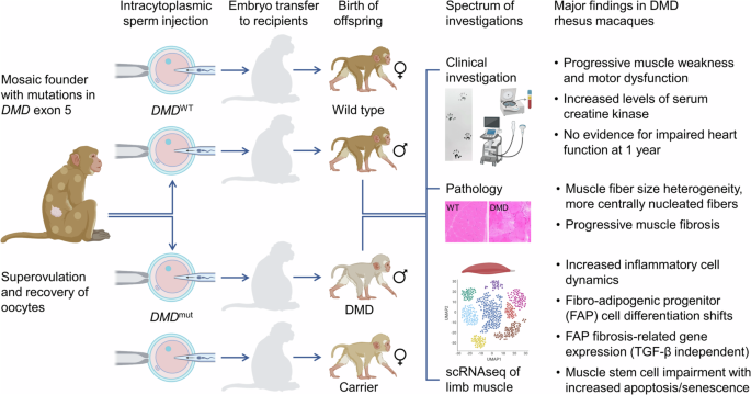 Cellular Pathophysiology Of Duchenne Muscular Dystrophy Insights From