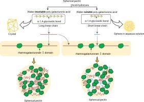 Structural Characterization Of Two Poly Galacturonic Acids The Important Basis To Elucidate