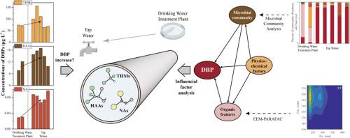 Impact Of Physicochemical And Microbial Drivers On The Formation Of 