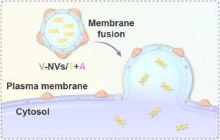 Engineered Cytomembrane Nanovesicles Trigger In Situ Storm Of 