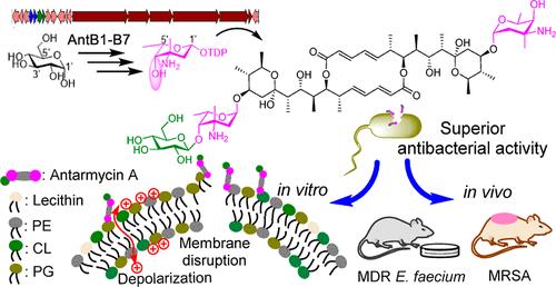 Antarmycins: Discovery, Biosynthesis, Anti-pathogenic Bacterial 