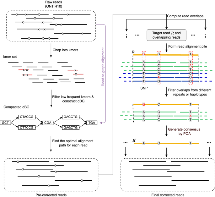 Repeat And Haplotype Aware Error Correction In Nanopore Sequencing Reads With Dechat