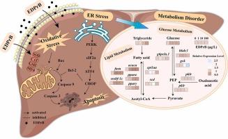 Insights into hepatotoxicity of fluorinated liquid crystal monomer 1 ...