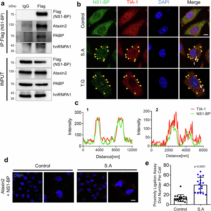 Ns1 Binding Protein Regulates Stress Granule Dynamics And Clearance By 