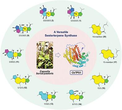 From Monocyclization To Pentacyclization: A Versatile Plant Cyclase 