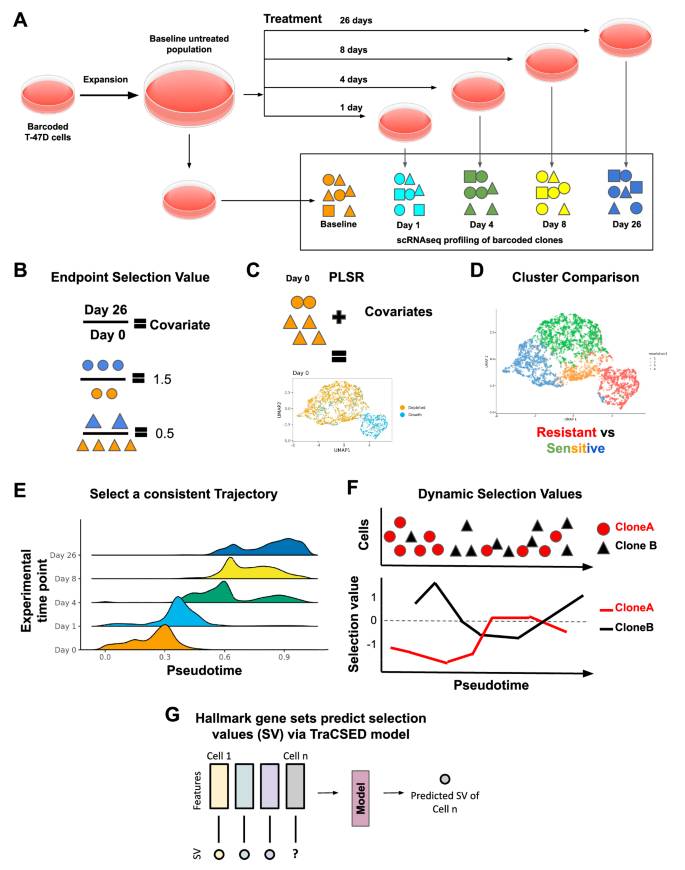 Transformer-based modeling of Clonal Selection and Expression Dynamics ...