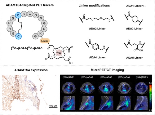 Synthesis and Evaluation of Cyclic Peptide-Based PET Tracers Targeting ...
