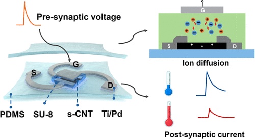 A Low-Voltage Stretchable Synaptic Transistor Array for Temperature ...