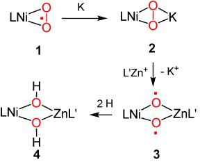 O O Bond Activation In Heterobimetallic Peroxides Synthesis Of The Peroxide Lni M H2 H2 O2 K And Its Conversion Into A Bis M Hydroxo Nickel Zinc Complex Angewandte Chemie International Edition X Mol