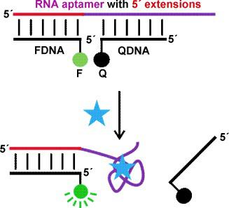 A General Approach to the Construction of Structure‐Switching Reporters ...