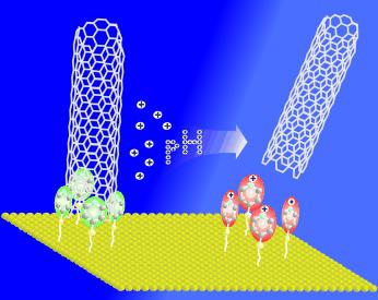 Spatially Oriented and Reversible Surface Assembly of Single‐Walled ...
