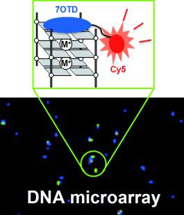Fluorescent‐Ligand‐Mediated Screening of G‐Quadruplex Structures Using ...