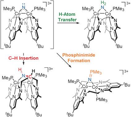 Ring Size Modulated Reactivity Of Putative Dicobalt Bridging Nitrides C H Activation Versus Phosphinimide Formation Angewandte Chemie International Edition X Mol