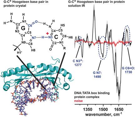 Infrared Spectroscopic Observation Of A G C Hoogsteen Base Pair In The Dna Tata Box Binding Protein Complex Under Solution Conditions Angewandte Chemie International Edition X Mol