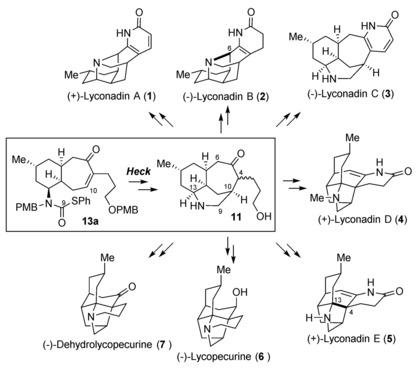 Enantioselective Total Syntheses Of Lyconadins A E Through A Palladium Catalyzed Heck Type Reaction Angewandte Chemie International Edition X Mol