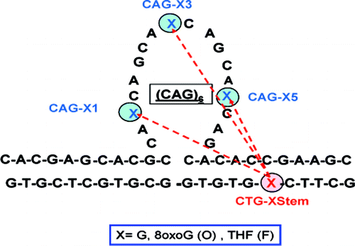 Energy Crosstalk Between Dna Lesions Implications For Allosteric Coupling Of Dna Repair And Triplet Repeat Expansion Pathways Journal Of The American Chemical Society X Mol