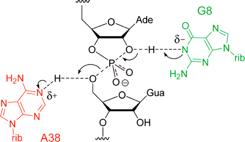 hairpin ribozyme