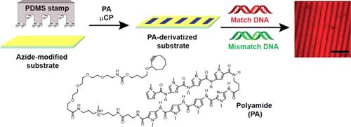 Sequence Selective Detection Of Double Stranded Dna Sequences Using Pyrrole Imidazole Polyamide Microarrays Journal Of The American Chemical Society X Mol