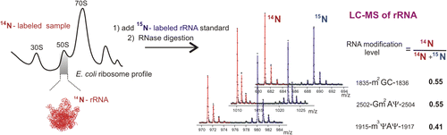 Quantitative Analysis of rRNA Modifications Using Stable Isotope ...