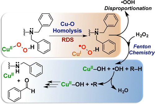 Amine Oxidative N Dealkylation Via Cupric Hydroperoxide Cu Ooh Homolytic Cleavage Followed By Site Specific Fenton Chemistry Journal Of The American Chemical Society X Mol