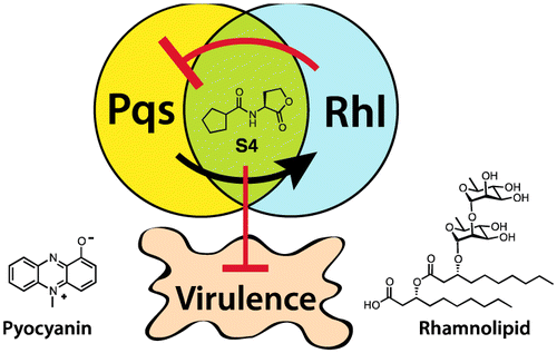 Small Molecule Disruption of Quorum Sensing Cross-Regulation ...