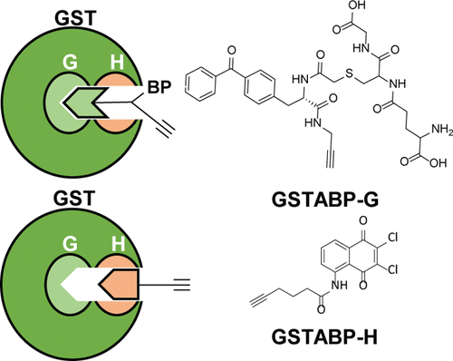 Activity Based Probes For Isoenzyme And Site Specific Functional Characterization Of Glutathione S Transferases Journal Of The American Chemical Society X Mol