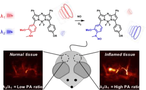 A Ratiometric Acoustogenic Probe For In Vivo Imaging Of Endogenous Nitric Oxide J Am Chem Soc X Mol