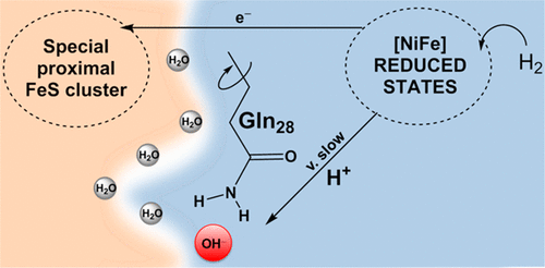 Mechanistic Exploitation Of A Self Repairing Blocked Proton Transfer Pathway In An O2 Tolerant Nife Hydrogenase Journal Of The American Chemical Society X Mol