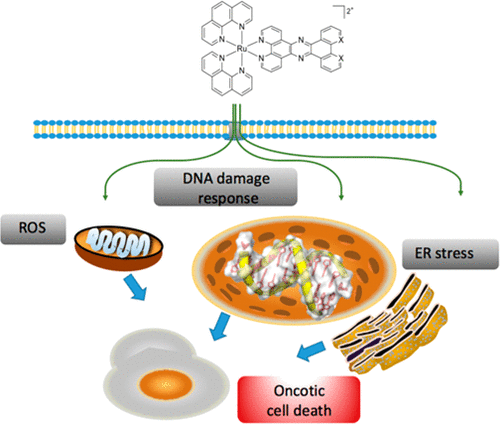 dinuclear dna light switch complexes