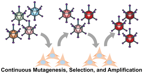 An Adaptable Platform For Directed Evolution In Human Cells Journal Of The American Chemical Society X Mol