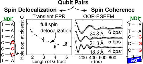 Photogenerated Spin Entangled Qubit Radical Pairs In Dna Hairpins Observation Of Spin Delocalization And Coherence Journal Of The American Chemical Society X Mol