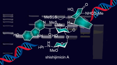 dna binding and cleavage modes of