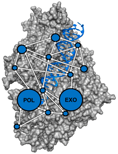 Networked Communication Between Polymerase And Exonuclease Active Sites In Human Mitochondrial Dna Polymerase Journal Of The American Chemical Society X Mol