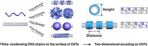 encoding carbon nanotubes with tubular