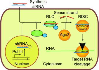 RNA 干扰：从基础研究到治疗应用。,Angewandte Chemie International Edition - X-MOL