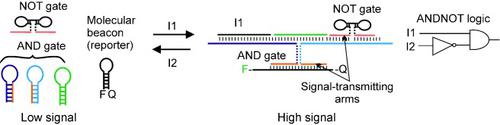Molecular Logic Gates Connected through DNA Four‐Way Junctions ...