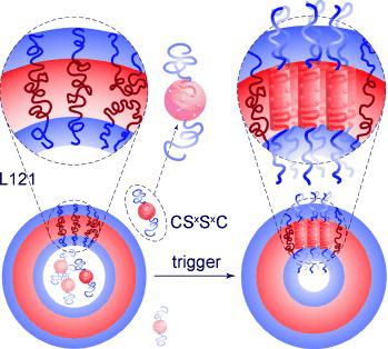 Polymersome Structure Triggered Templated Assembly of Protein Polymersomes,Angewandte Chemie ...