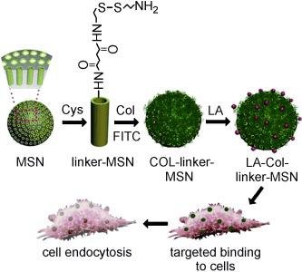 Mesoporous Silica Nanoparticles End‐Capped with Collagen: Redox ...