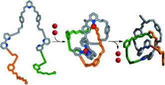 分子三叶结的主动金属模板合成,Angewandte Chemie International Edition - X-MOL