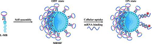 用于细胞内 mRNA 成像和基因治疗的 DNA 胶束耀斑,Angewandte Chemie International Edition ...