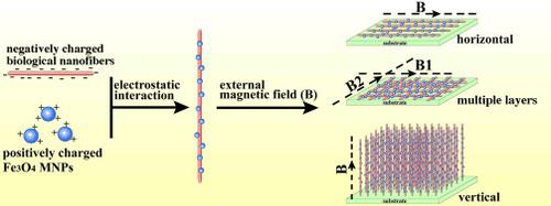 Controlled Alignment of Filamentous Supramolecular Assemblies of ...