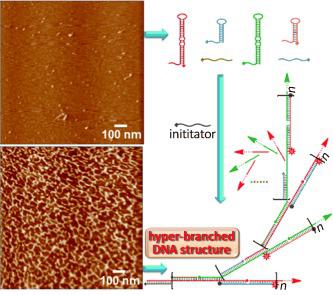 Hyperbranched Hybridization Chain Reaction for Triggered Signal ...